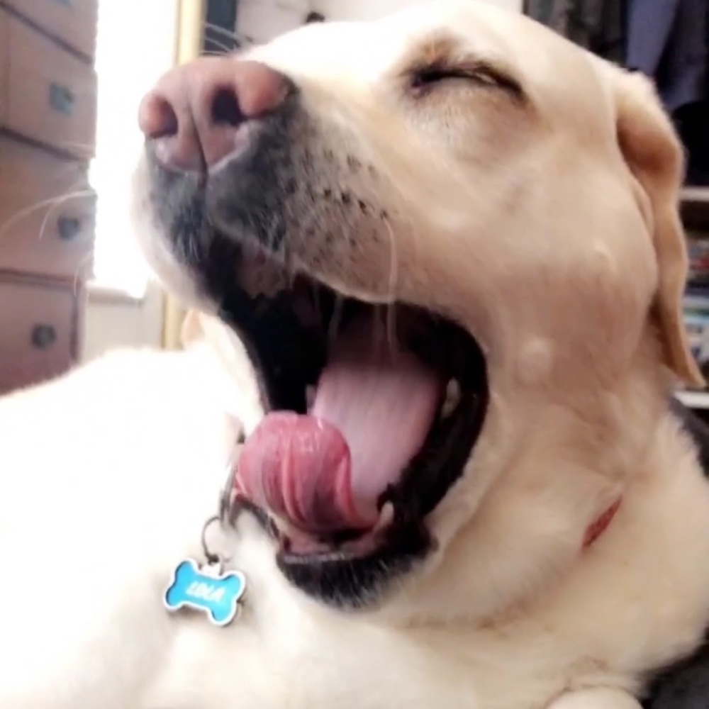 Meet your Posher, Sofia